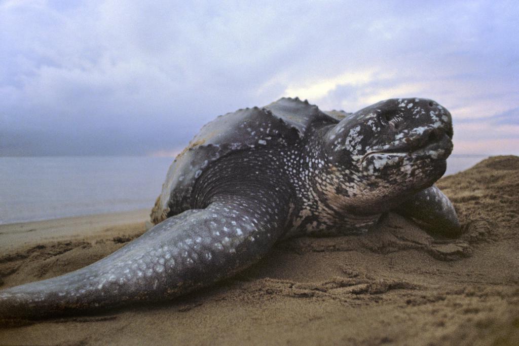 leatherback turtle in the sand