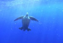 Leatherback turtle: description, habitat, lifestyle, interesting facts