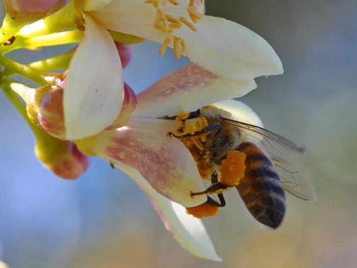 las propiedades útiles de polen