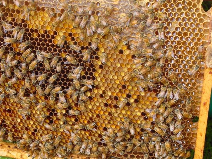 abelha pólen de propriedades úteis