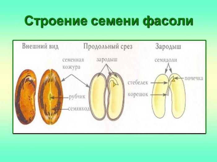 la estructura de la semilla de frijol