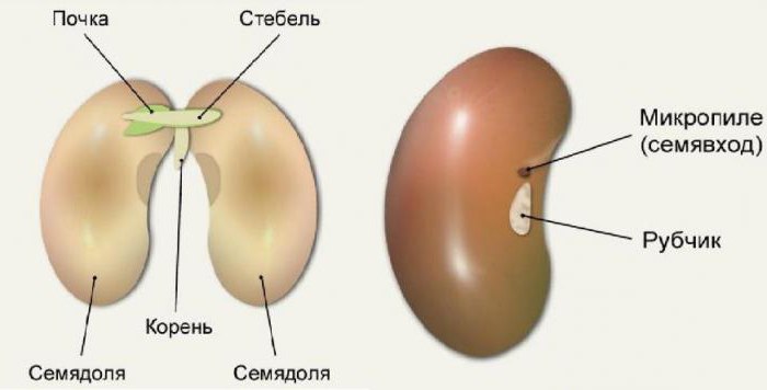a estrutura externa da semente de feijão