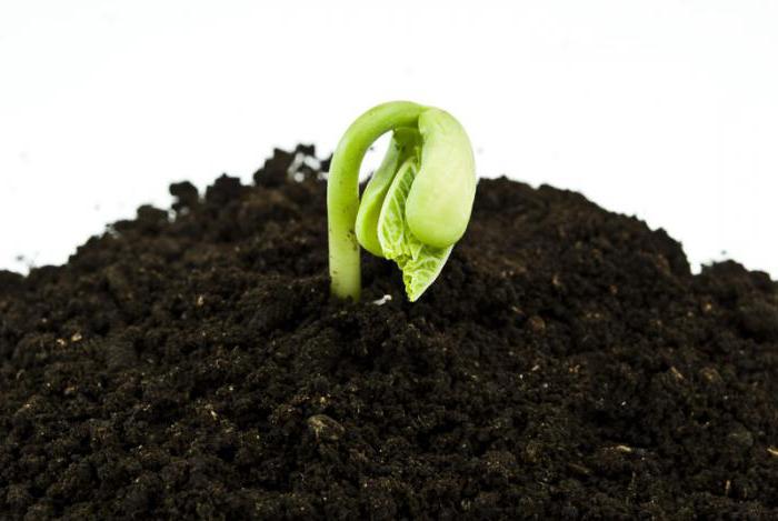 seed germination of kidney beans