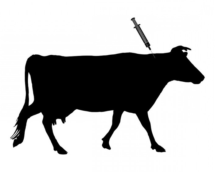 ما هو ممكن من أجل علاج التهاب الجلد العقدي في الأبقار