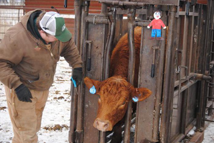 التهاب الجلد العقدي في الأبقار الصورة