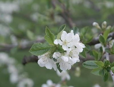 elma ağacı sweet açıklaması