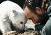 Polar bear Knut and his story (photo)