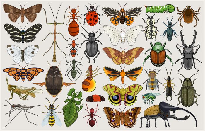 a profissão de um entomologista que está envolvido