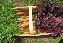 जब खुदाई बीट और गाजर की फसल के लिए बहुत अच्छा था और सब्जियों तक बने रहे?