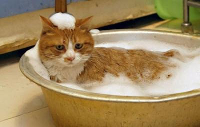 como muitas vezes você pode lavar os gatos