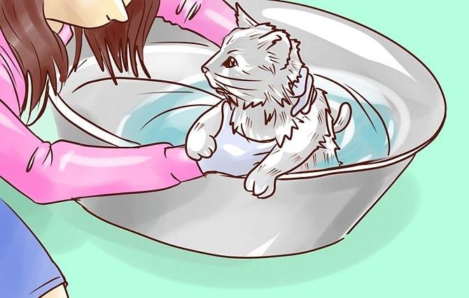 how to wash a cat