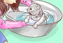 How to wash a cat correctly and how often?