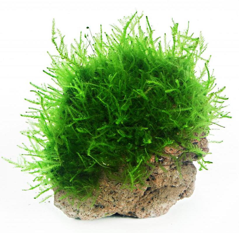 How to attach Java moss