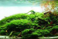 Яванський мох в акваріумі: як закріпити?