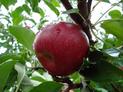 jonathan variedad de manzanas