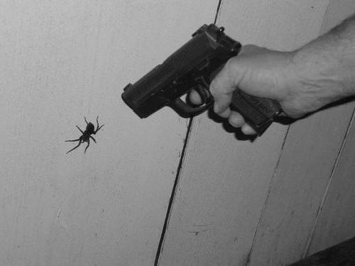 la manera de deshacerse de las arañas