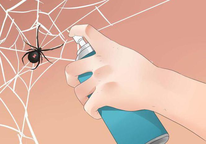 remedy for spiders