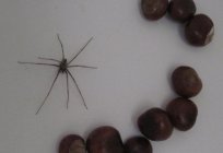 How to get rid of spiders in the house: folk remedies and chemistry