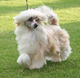 Chinese crested downy