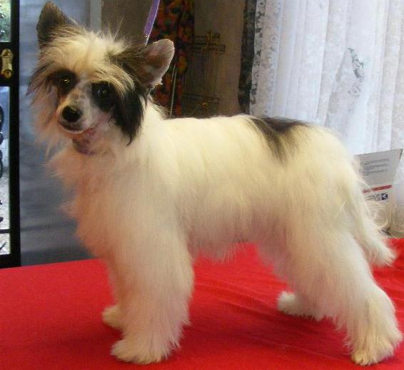 Chinese crested dog down