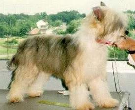 chinese crested dog пуховая foto