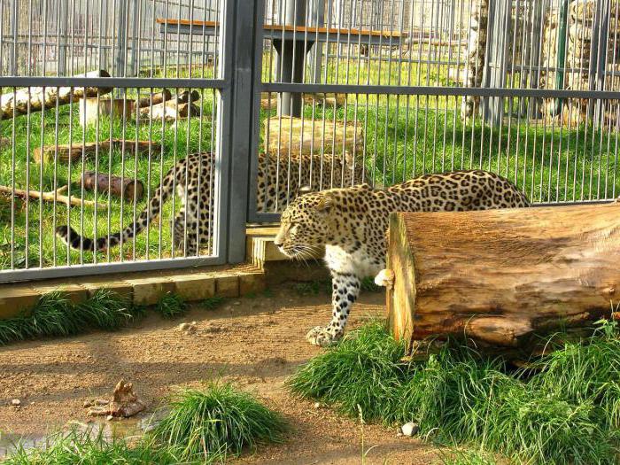 Grodno Zoo unter der deutschen Besatzung