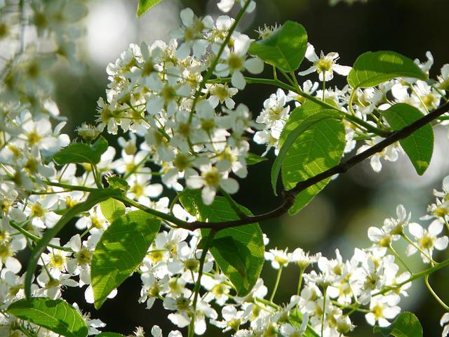 la Hora de la floración del cerezo aliso
