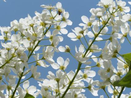 o Período de floração черемухи