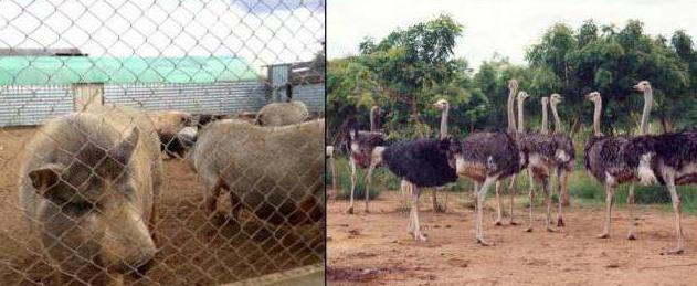 ostrich farm in Perm tour