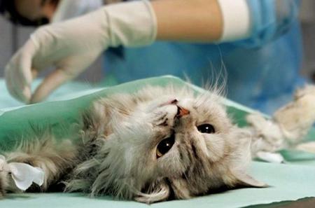 what to do after the sterilization of cats