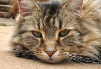 Стерилізація кішки: плюси і мінуси. Коли краще робити стерилізацію кішки