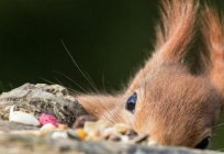 Warum Eichhörnchen Eichhörnchen genannt? Antworten auf alle Fragen