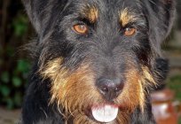 What kind of dog is the German Yak - Terrier?
