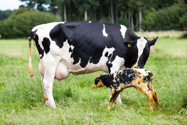潜在性子宮内膜炎の牛の