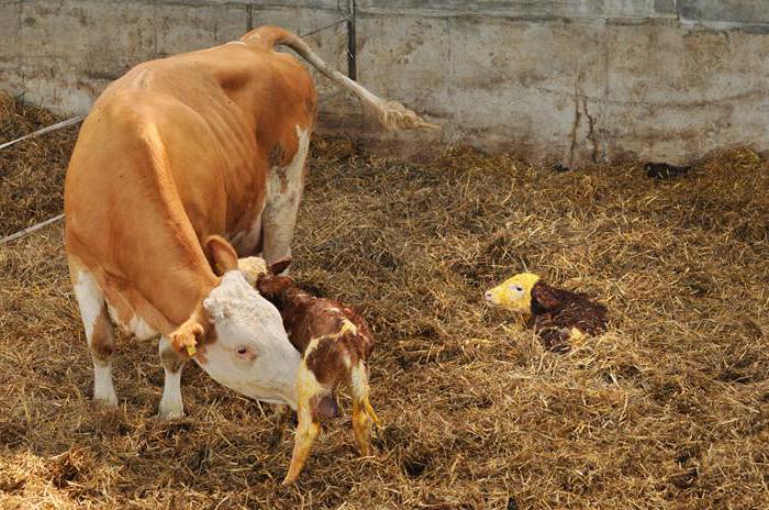 弱くcatarrhal潜在性子宮内膜炎の牛の歴史