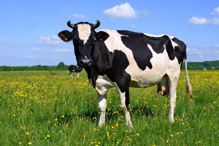 区分の潜在性子宮内膜炎の牛の