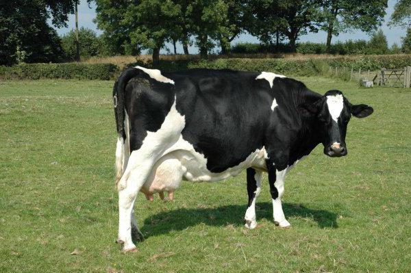 رابط من بطانة الرحم في الأبقار مع التهاب الضرع