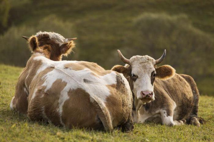 التسبب في التهاب بطانة الرحم في الأبقار