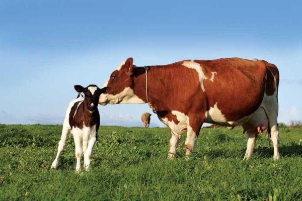 subclínica dismenorréia vacas