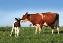 How to treat endometritis at cows?