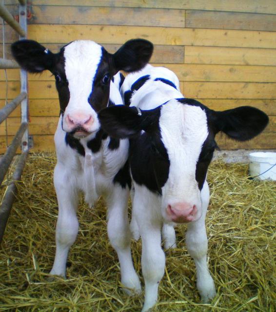 lactic acid instructions for use in veterinary medicine for calves