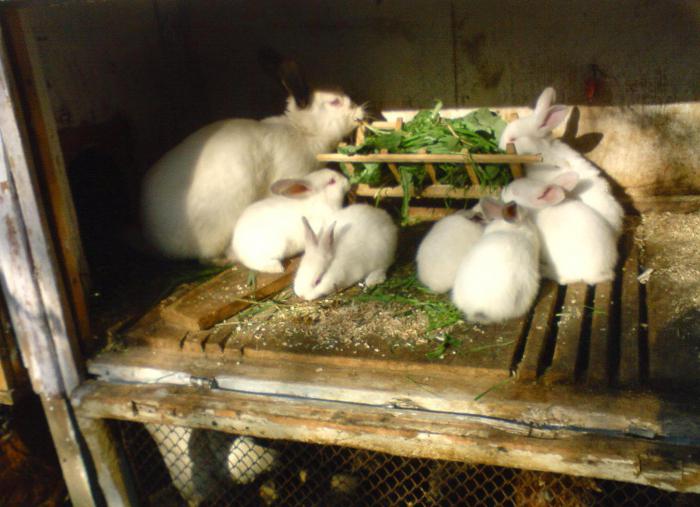 lactic acid instructions for use in veterinary medicine for rabbits