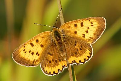 butterfly Polyommatus photo