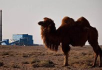 Desert: environmental issues, the living desert
