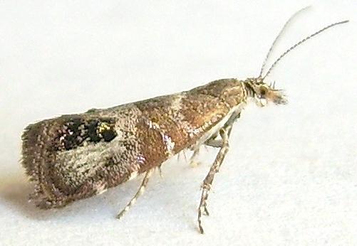 meadow moth