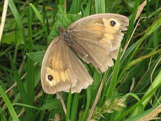 meadow moth photo