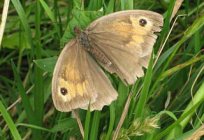 Meadow moth, how to deal with it