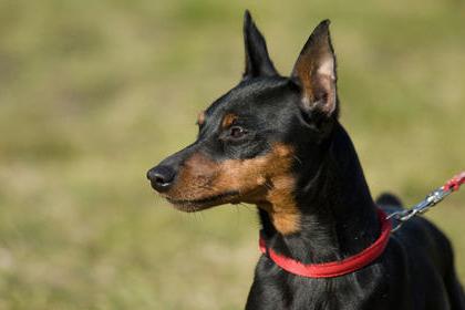 cupping of the ears of a miniature Pinscher