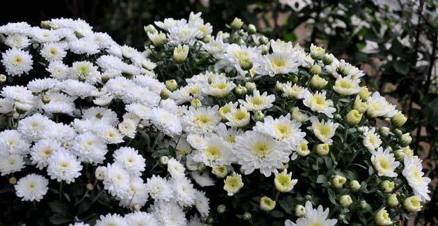 how to grow chrysanthemums bouquet