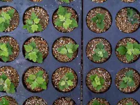 grow Chrysantheme aus dem Strauß zu Hause